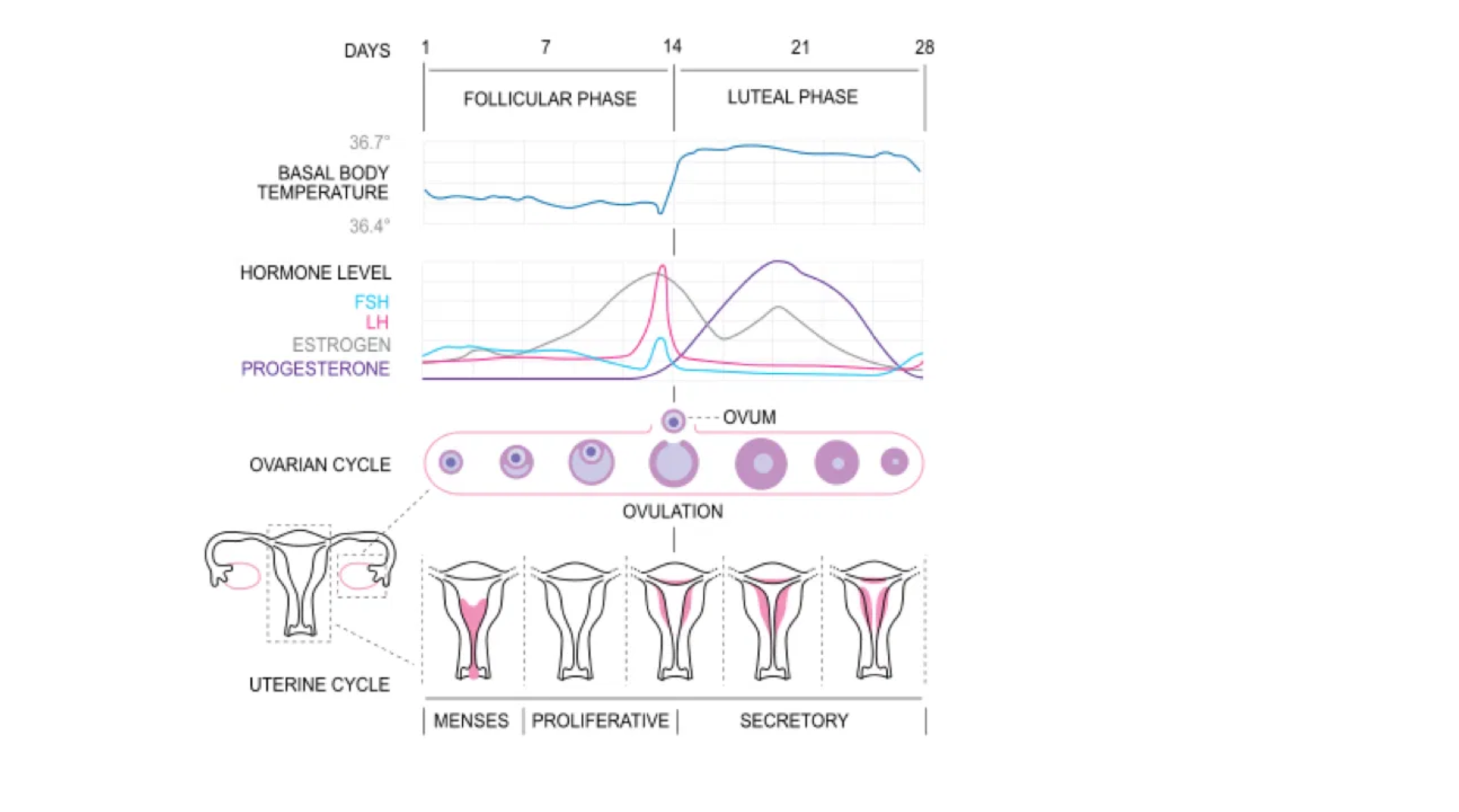Cetosis y ciclo menstrual